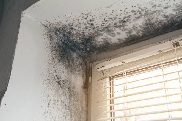 Affordable Commercial Mold Remediation solutions in Julian, PA